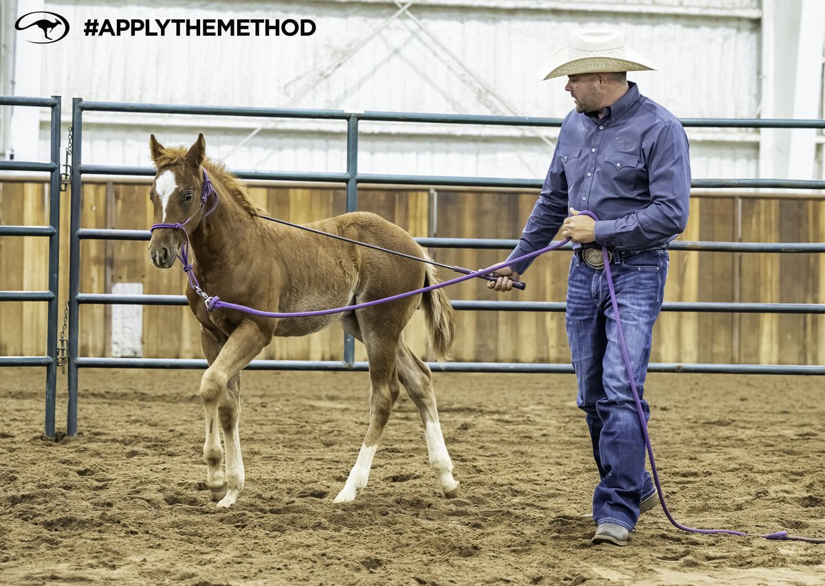 DownunderHorse's tweet photo. Q&amp;A: Dominant Foals ➡️ https://t.co/JT85js2sPo
#ApplyTheMethod https://t.co/pVEDCYahey