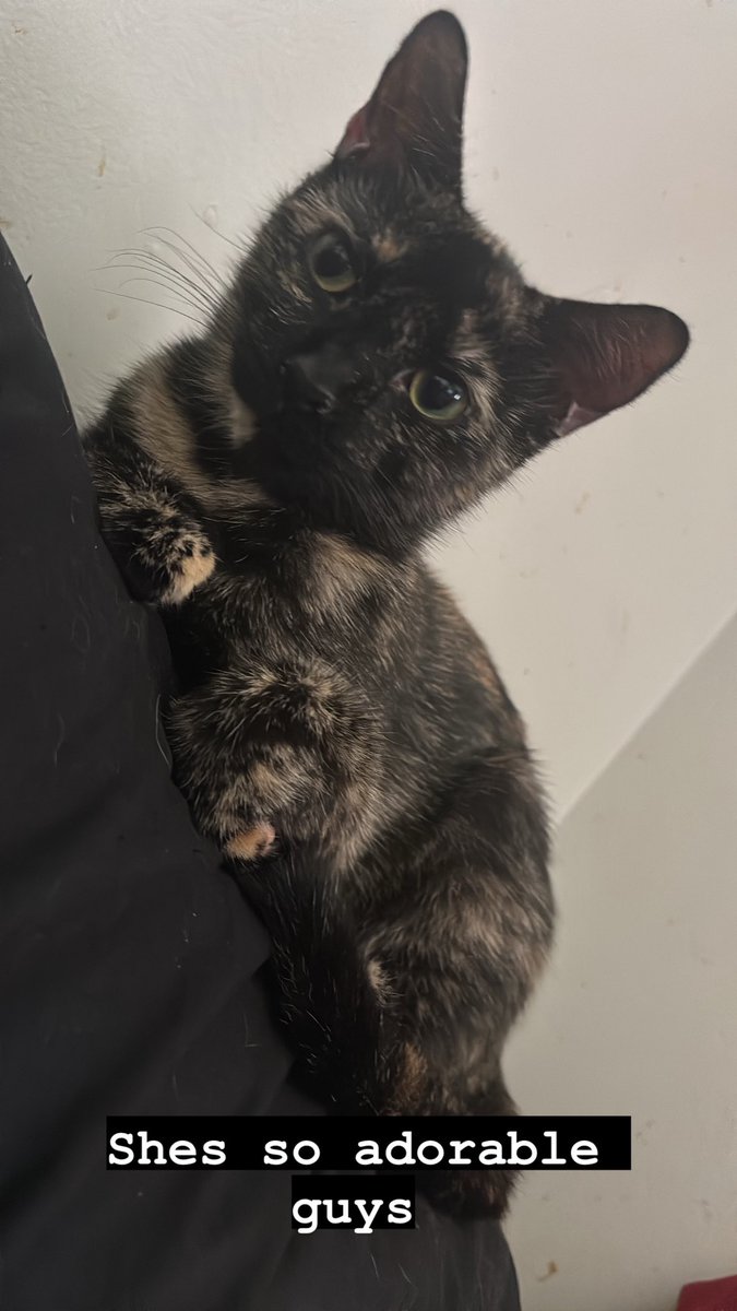 Stupiido_'s tweet photo. She dont realize how stupid cute she is

We <3 Amber https://t.co/NCd0Teq0Sn