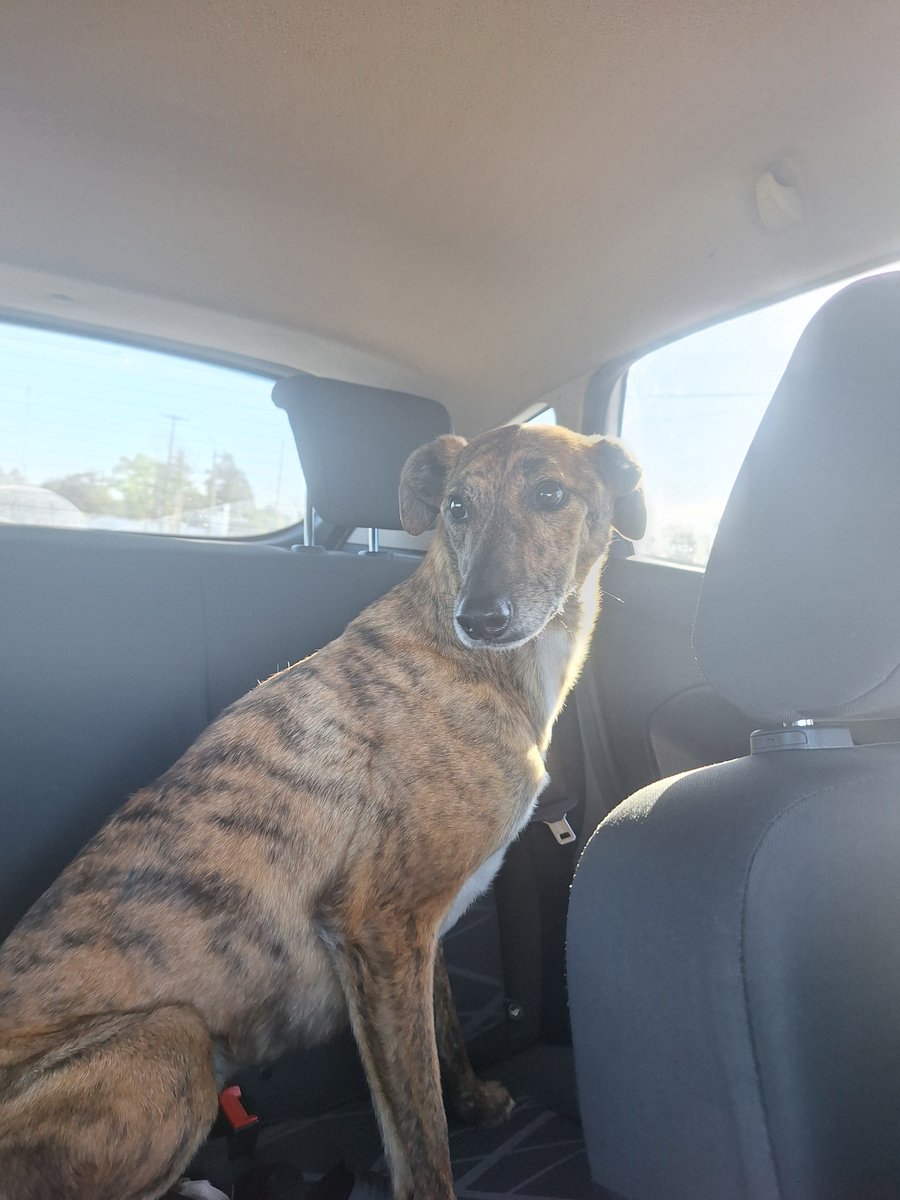 MarleneGilabert's tweet photo. Un año con nosotros. 
Te amamos Kali🧡
Adopten perros adultos.
La primera foto es cuando la estábamos trayendo.
Y las demás hablan por si solas🧡 https://t.co/TxNunmILN5