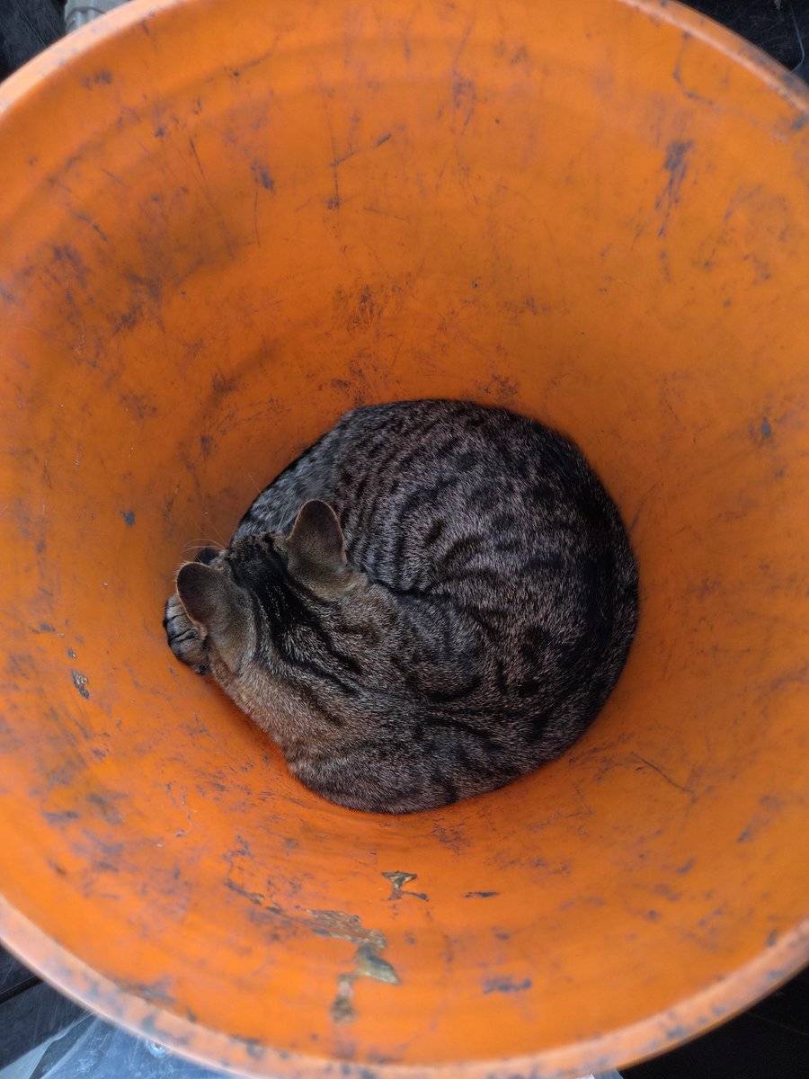 FarmCatsSol's tweet photo. 5 gallon bucket nap. $FarmCats https://t.co/l1WQ9LnBdr