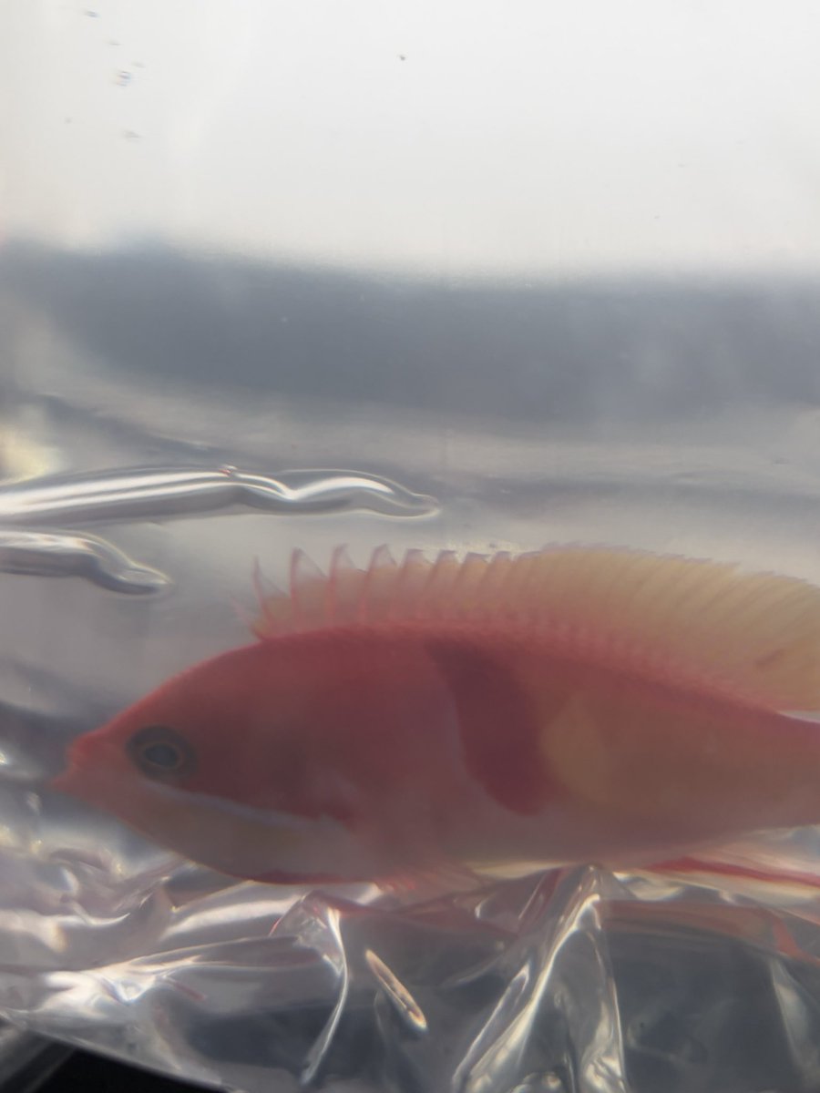 ZARIGANI_18's tweet photo. 9/13 レプタイル＆アクアエキスポ

本日開催です🐠

自慢のベタはもちろん、海水魚も珍しい子をお持ちしてます！
アカオビハナダイ オス 5匹持ってきていますので早い者勝ち‼️

会場でお待ちしております✨️ https://t.co/jaPkUSJAkI