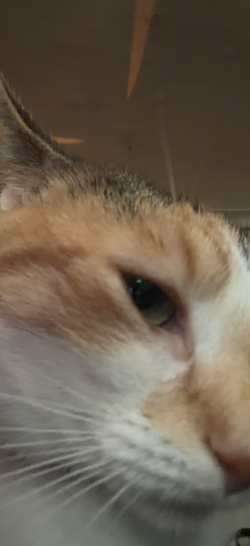 A5ak11's tweet photo. Side eye👀 https://t.co/kgwqKpICjY