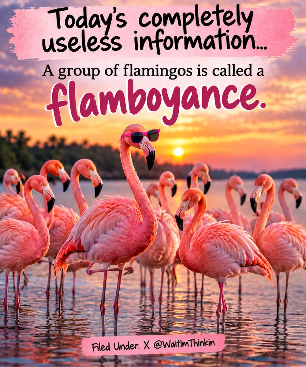 WaitImThinkin's tweet photo. Todays completely useless information...

A group of flamingos is called a flamboyance.

I don't know who got to name this one...

but they understood the assignment. 😂

Filed Under: X https://t.co/rlVty3jcxx