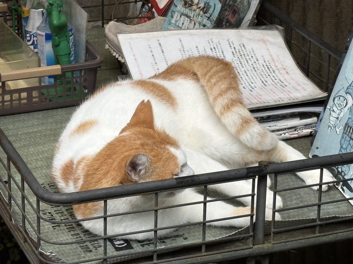 O_TANY's tweet photo. 猫様 https://t.co/VCOpfiiBpz