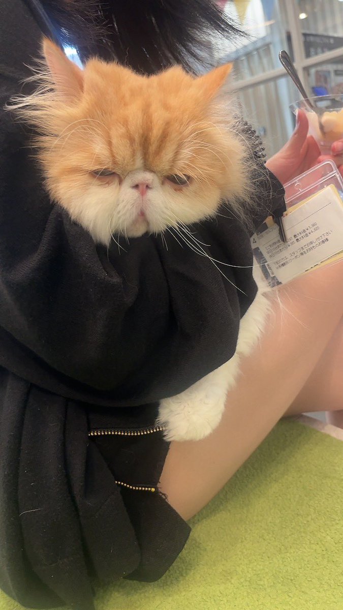 Kurea75a's tweet photo. 9/13(日)おはよんんんん
昨日も猫が可愛すぎました️🩵
写真撮ってご飯あげてポンポン背中してたらぐったりダランダランとされましたꉂ🤭ｸｽ
可愛すぎるᐡ⸝⸝>  ̫ <⸝⸝ᐡ
今日もスタートからご予約ありがとうです😊
ちょっとお迎え遅れそうなのでゆっくり来て欲しいな🥺︎
11:00~21:00
#拡散希望 https://t.co/uWXH5HYTJh