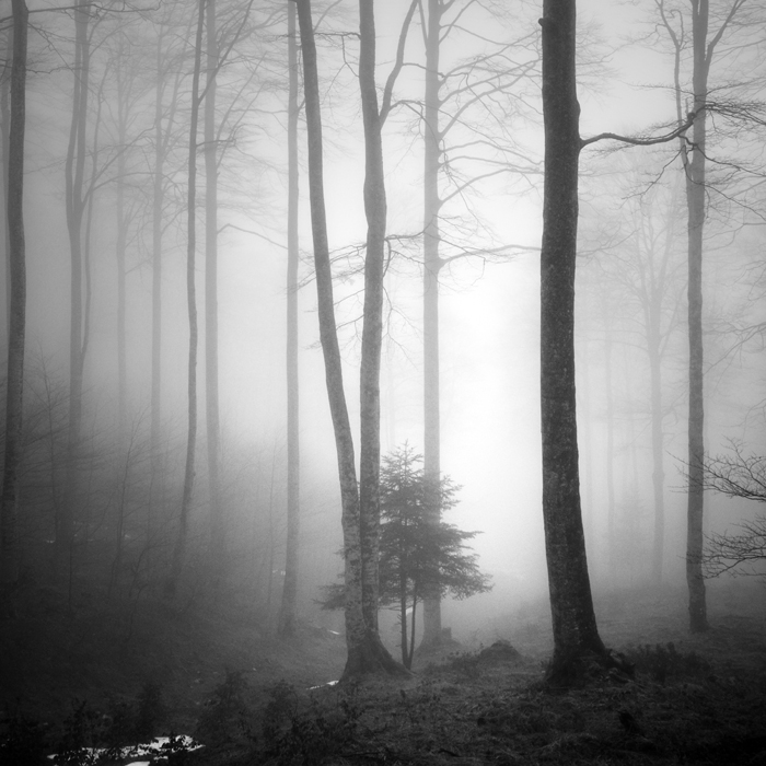 artlimitednet's tweet photo. Ces différences qui nous rapprochent.. by Bruno Blais https://t.co/6OC0qifps5
#photographysouls #tree #bw_society #square #exposure #sapin #blackandwhite #brouillard #hiver #arbre #vegetal #wood #poetry #pyrnes #blackandwhitephoto #visual #noir #bnwphotos #fort #exhibition… https://t.co/68Eqz54i3r