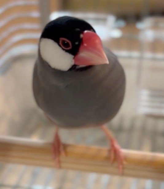 ReillyRayly's tweet photo. ポテチが生きてる！！！
かなりそっくりで目つきも一緒
鳴き方も一緒でまだ見に行ってないですが
うちの文鳥ちゃんな気がしております！！
よく生きてた😭本当に
←脱走前　脱走後→ https://t.co/4znhz7lCZb