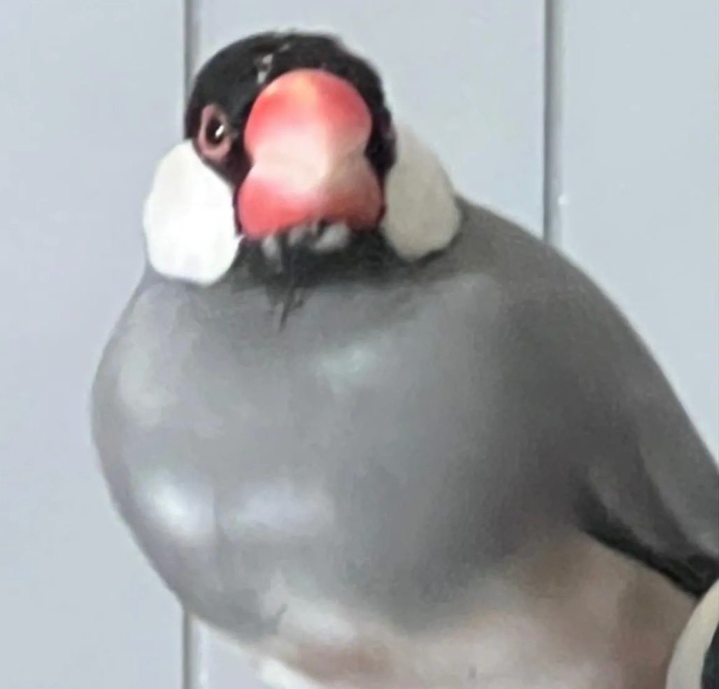 ReillyRayly's tweet photo. ポテチが生きてる！！！
かなりそっくりで目つきも一緒
鳴き方も一緒でまだ見に行ってないですが
うちの文鳥ちゃんな気がしております！！
よく生きてた😭本当に
←脱走前　脱走後→ https://t.co/4znhz7lCZb