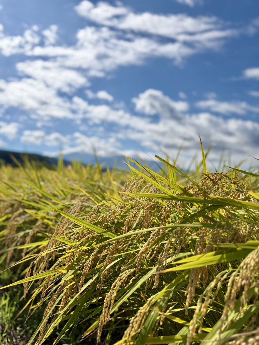 neiger_akita's tweet photo. やや倒伏多め🌾
#稲刈りなう https://t.co/d7ykTUXXPz