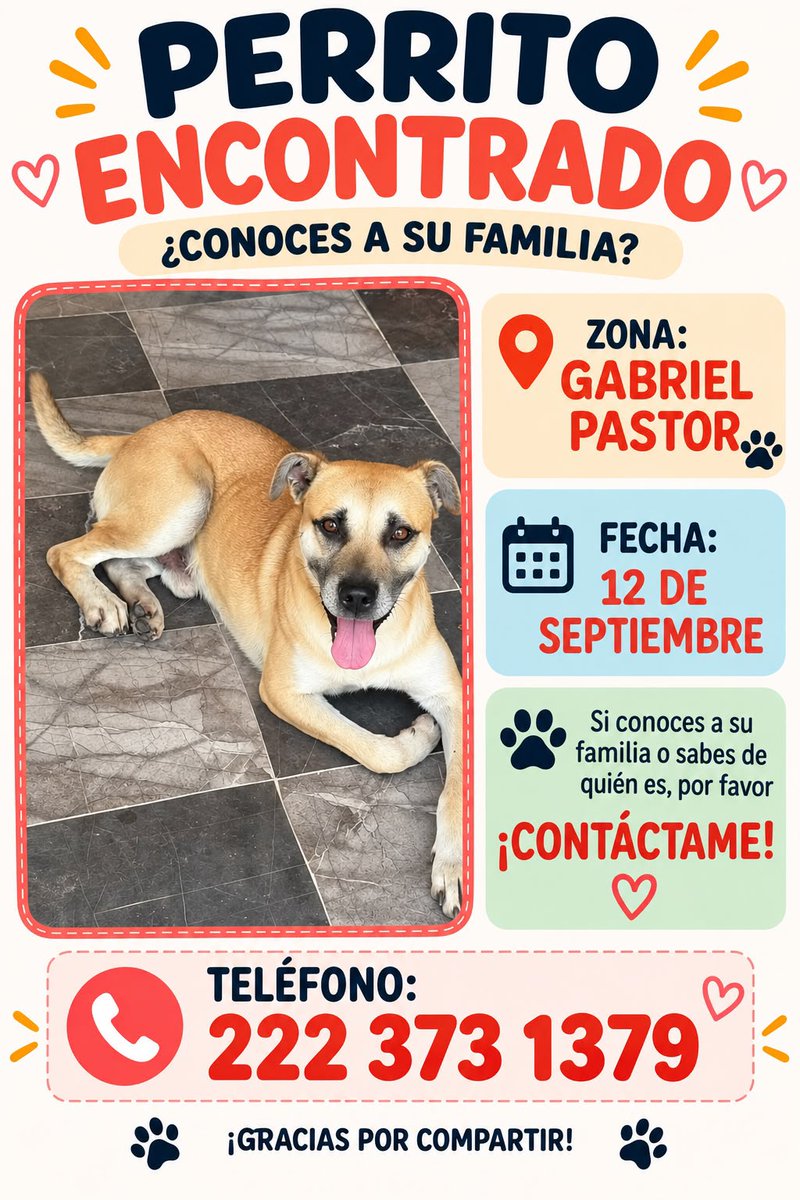 laredcincoradio's tweet photo. #ServicioSocial 👤🔍 || Se busca a la familia de un perrito encontrado el 12 de septiembre en la zona de Gabriel Pastor, Puebla. Si lo reconoces o sabes de quién es, comunícate al 222 373 1379. https://t.co/5mbamgXP48