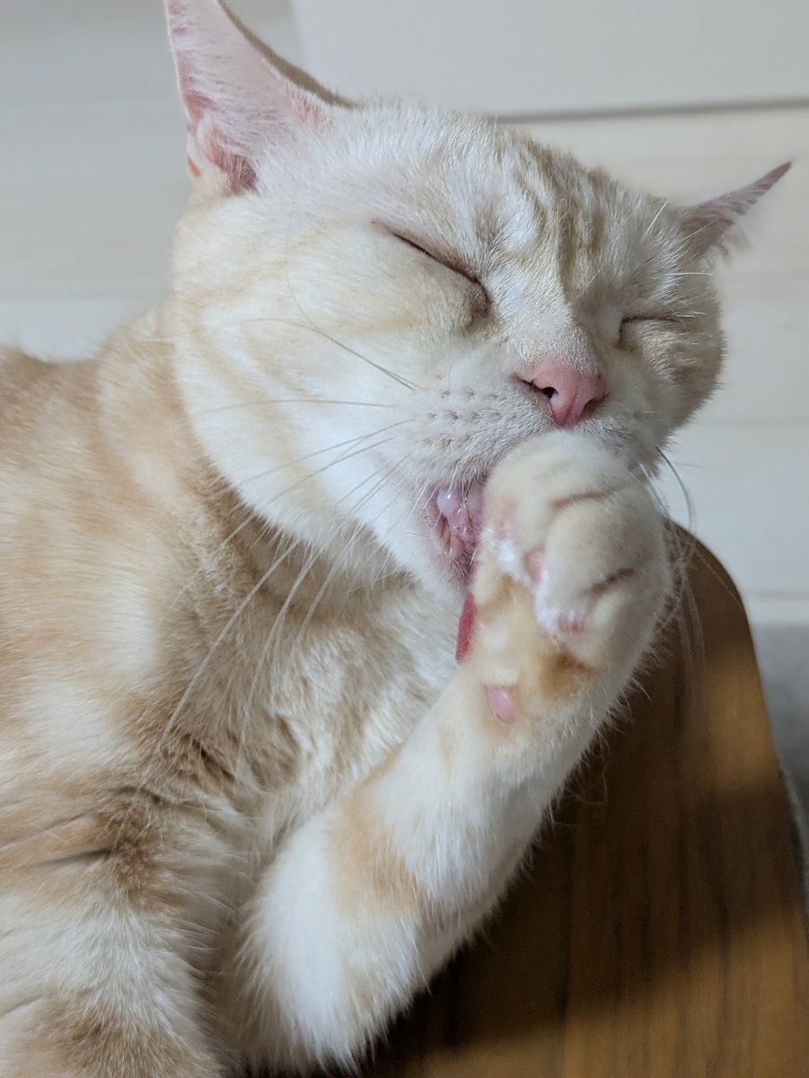 kiku_chiso's tweet photo. こんにちは～😺

#猫 #猫のいる暮らし #猫好きさんと繋がりたい #アメショ https://t.co/UZlVLIb8Wy