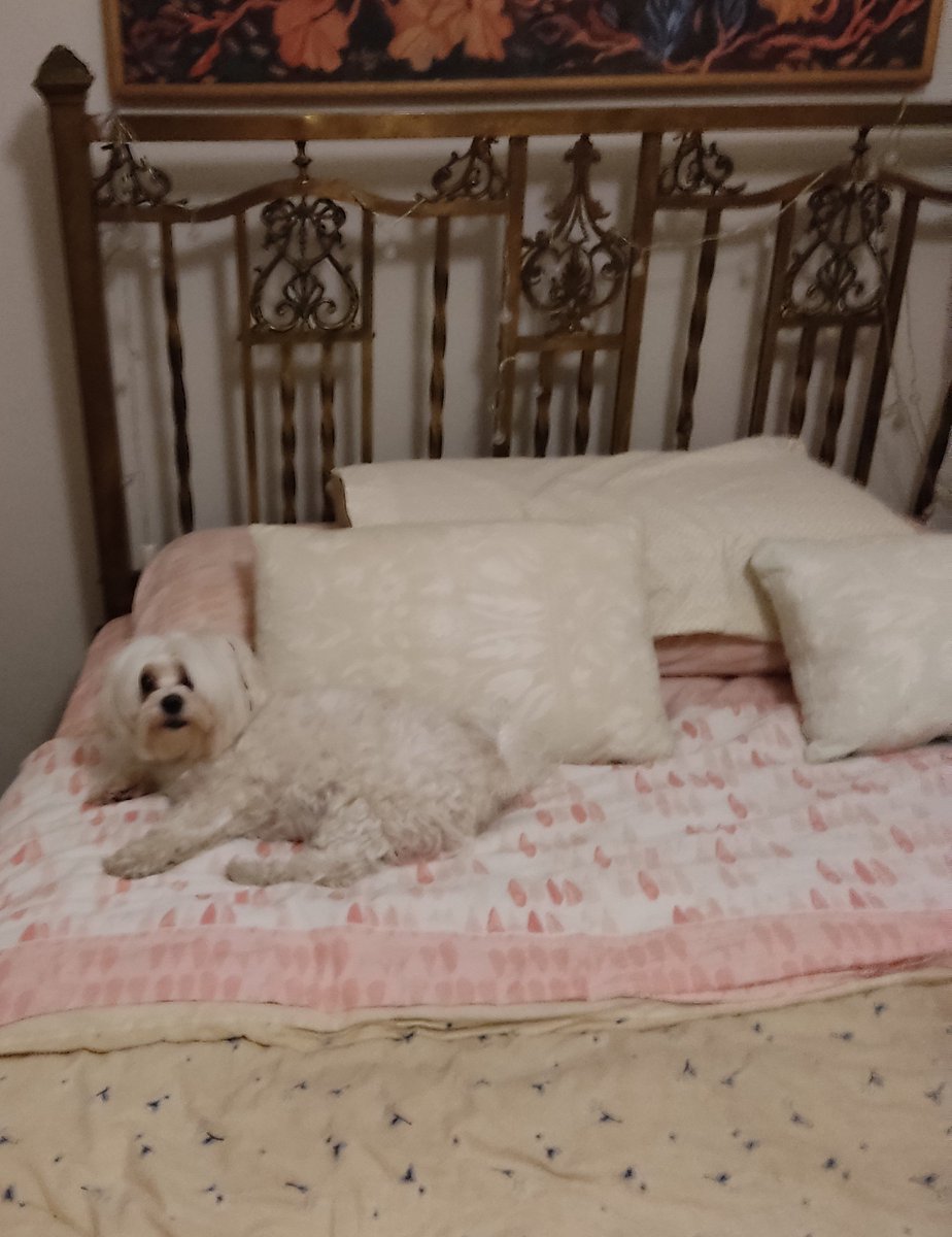 milytome's tweet photo. @spoopysofi Mi cama esta un poco venida abajo pero tiene 120 años. Asi que esta bien https://t.co/6XEj7oN70O