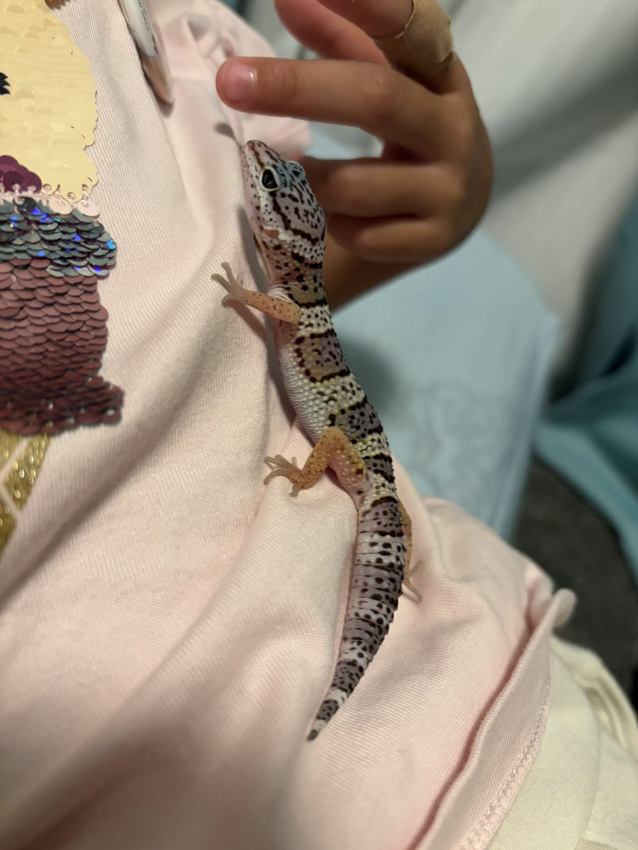 KinsHouse91083's tweet photo. 少し前にお迎えしたレオパ🦎

ハイイエローって言われて買ったけど
ネットで見るハイイエローと色全然違う気がする😳

ベビたんだからなのか？
大きくなったらよく見るあの色になるんか？

初レオパだからわかんないけど
こんなものなのか🤔

なんせ可愛い☺️

#レオパ #ヒョウモントカゲモドキ #爬虫類 https://t.co/2TRivGZtJX
