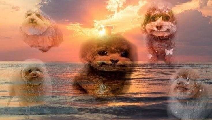 equine__dentist's tweet photo. how it feels when life gets overwhelming but you remember people love and value you https://t.co/NersNvc8oH