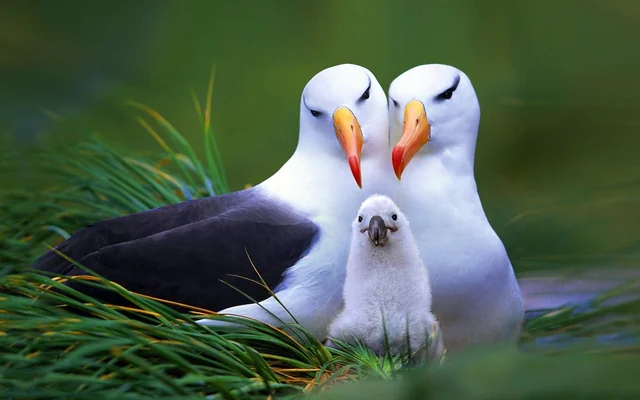 itsarloops's tweet photo. remembred the cunty albatross couple with the ugly baby and thought it was like if el and luzu babysat for quackity. im not tagging this https://t.co/HBGquPQhSn