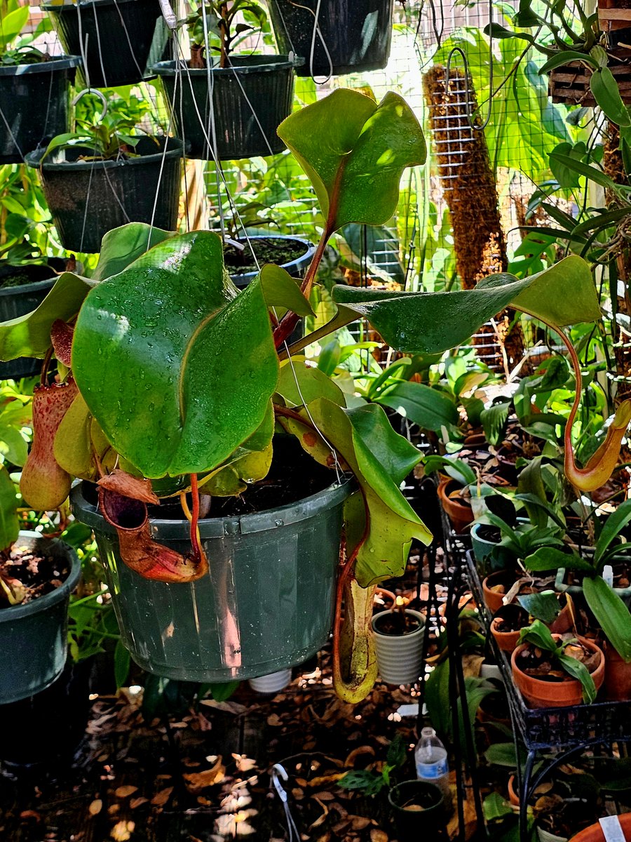 hobogato's tweet photo. N. [(lowii x veitchii) x boschiana)] "Red Ruffled" xclipeata CAR-0300 has huge leaves and that characteristic clipeata leaf and pitcher shape. https://t.co/OU9wlzXmBh