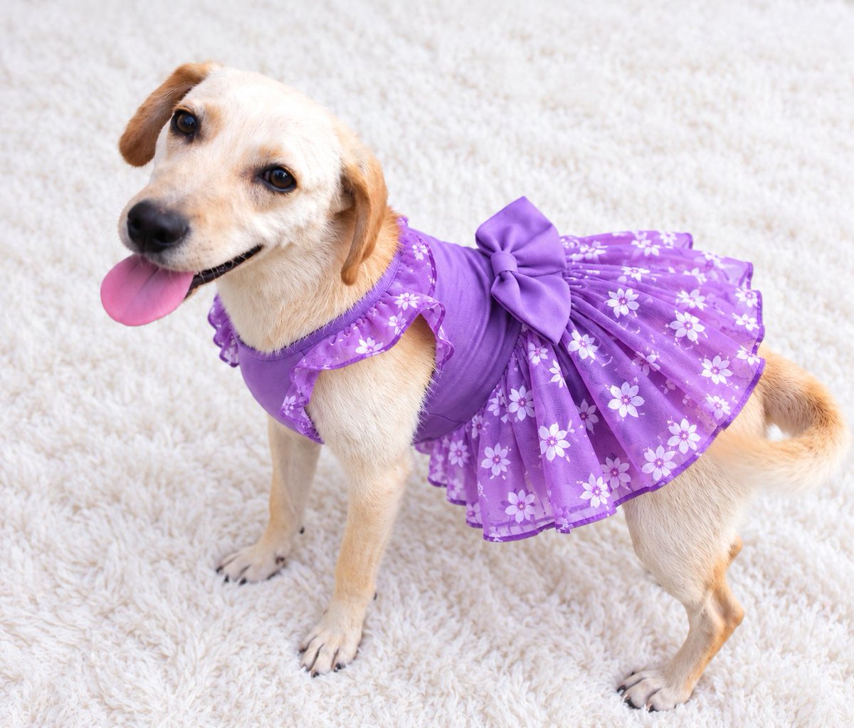 guatexanimales2's tweet photo. 🐾💕 Ella no necesita lujos, solo una familia que la ame.

Caso 108-2026 Anita hembra talla pequeña de 10 meses es una   hermosa perrita sueña con tener un hogar donde pueda sentirse segura, querida y protegida. Adoptar es darle una segunda oportunidad https://t.co/2aAQigdvr4