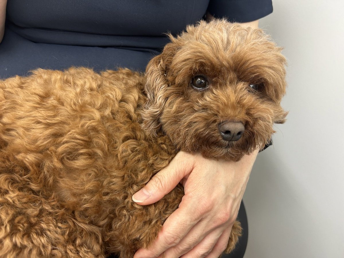 mayo20260726's tweet photo. 未だに行方不明です
迷子犬トイプードル探してます

さいたま市南区大谷口周辺
どなたか保護してくれてるんでしょうか？
どなたかマヨちゃんらしい子見かけませんでしたか？
マヨちゃんらしい子の話聞きませんでしたか？
些細な情報でも構いませんのでご連絡頂けると嬉しいです

#拡散希望#迷子犬 https://t.co/cuR0p3Y9kY