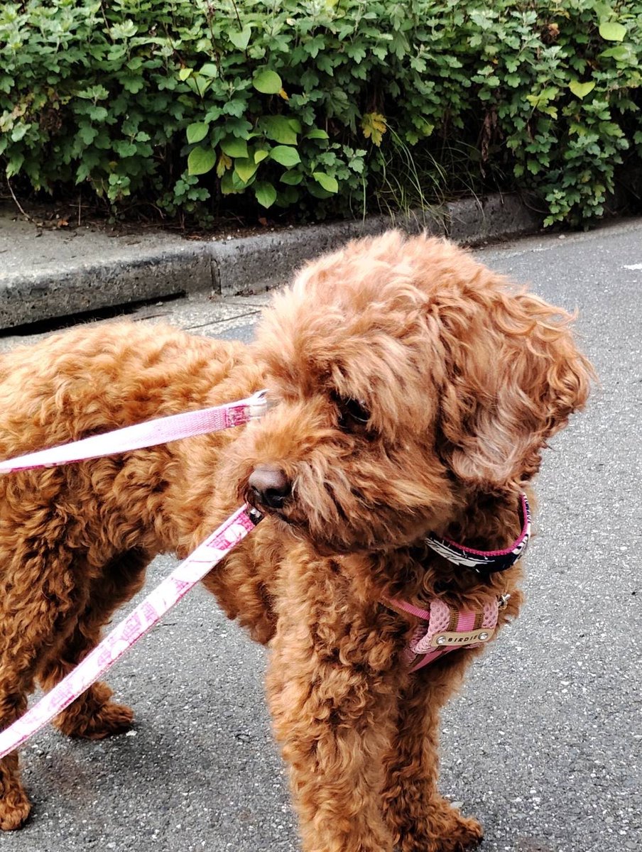 mayo20260726's tweet photo. 未だに行方不明です
迷子犬トイプードル探してます

さいたま市南区大谷口周辺
どなたか保護してくれてるんでしょうか？
どなたかマヨちゃんらしい子見かけませんでしたか？
マヨちゃんらしい子の話聞きませんでしたか？
些細な情報でも構いませんのでご連絡頂けると嬉しいです

#拡散希望#迷子犬 https://t.co/cuR0p3Y9kY