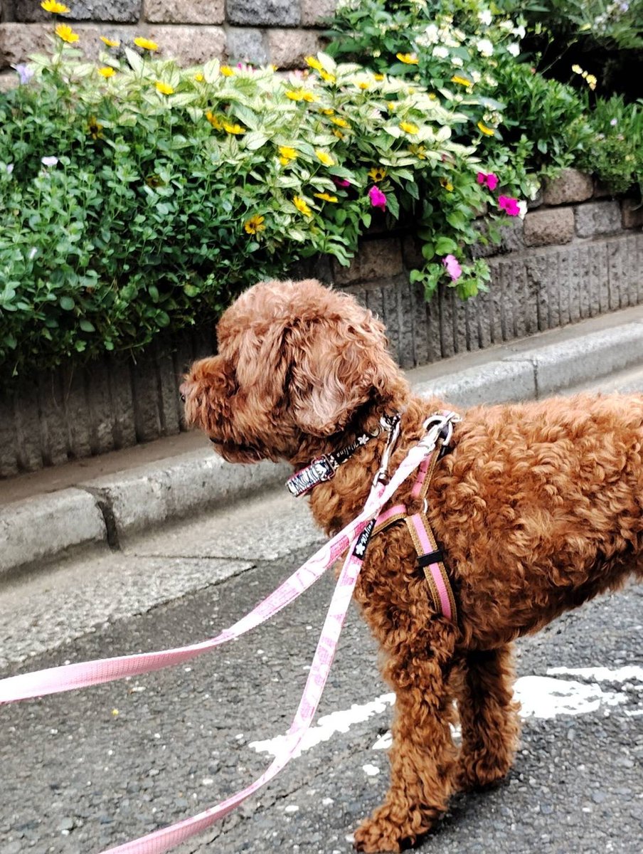mayo20260726's tweet photo. 未だに行方不明です
迷子犬トイプードル探してます

さいたま市南区大谷口周辺
どなたか保護してくれてるんでしょうか？
どなたかマヨちゃんらしい子見かけませんでしたか？
マヨちゃんらしい子の話聞きませんでしたか？
些細な情報でも構いませんのでご連絡頂けると嬉しいです

#拡散希望#迷子犬 https://t.co/cuR0p3Y9kY