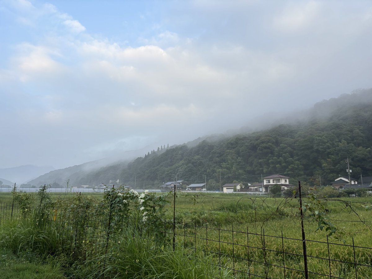 artheryasu's tweet photo. 今朝は霧が濃い。散歩道の沿道にはサルスベリ！ https://t.co/uEvvvEMREA