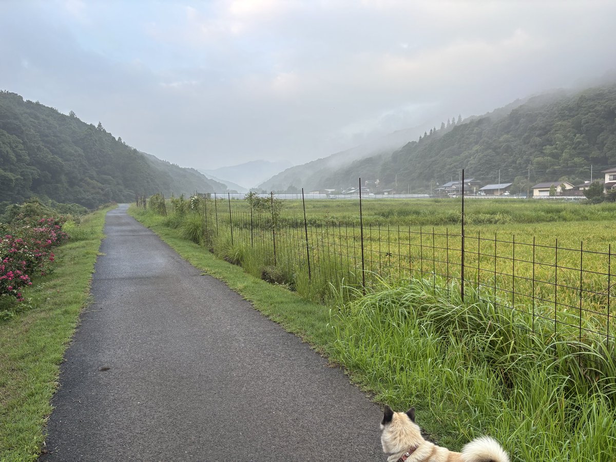 artheryasu's tweet photo. 今朝は霧が濃い。散歩道の沿道にはサルスベリ！ https://t.co/uEvvvEMREA
