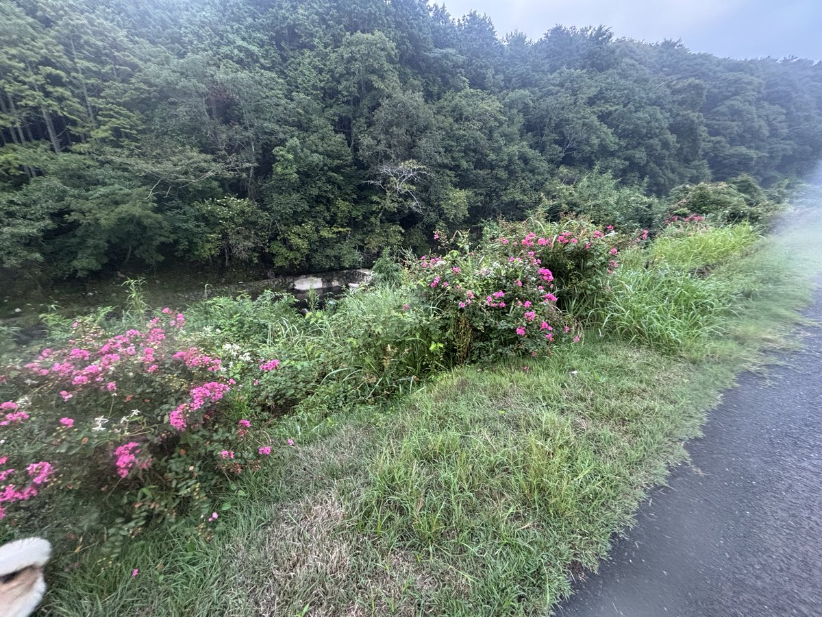 artheryasu's tweet photo. 今朝は霧が濃い。散歩道の沿道にはサルスベリ！ https://t.co/uEvvvEMREA