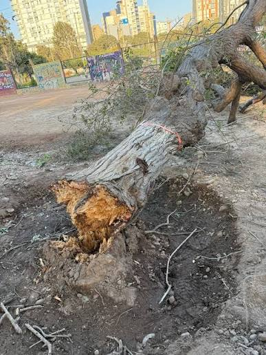 luchi_alarcon20's tweet photo. @GiovF @rmapalacios Sííí, @Renovacion_Peru  destruyó el Campo de Marte en Jesús María. https://t.co/GAm1lbqN4l