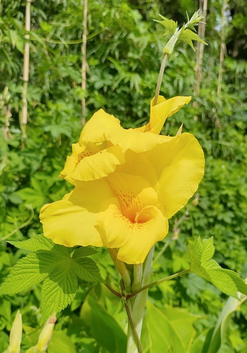 Youhei_singer's tweet photo. おはよございまっす🌼

おべんきょもしますが、
午後から晴れるようで、草刈りできる･･･はず✂
そのつもりで✋

まだ霧雨模様～☁

今日ものびのびと🎵😁 https://t.co/qE7ZmK6Jk0