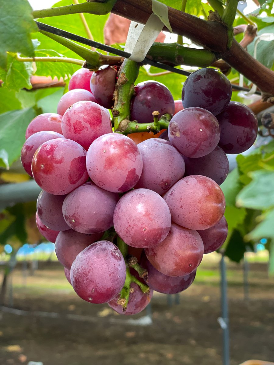 extend0808's tweet photo. 美味しそうに実ったぶどう🍇
味も美味しかったです。
#photo #photography #ファインダー越しの私の世界 #写真好きな人と繋がりたい #カメラ好きな人と繋がりたい #巨峰 https://t.co/5a73wM48zA