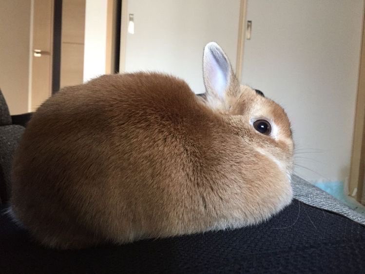 Bunnies's tweet photo. https://t.co/AHdM2w0cjB