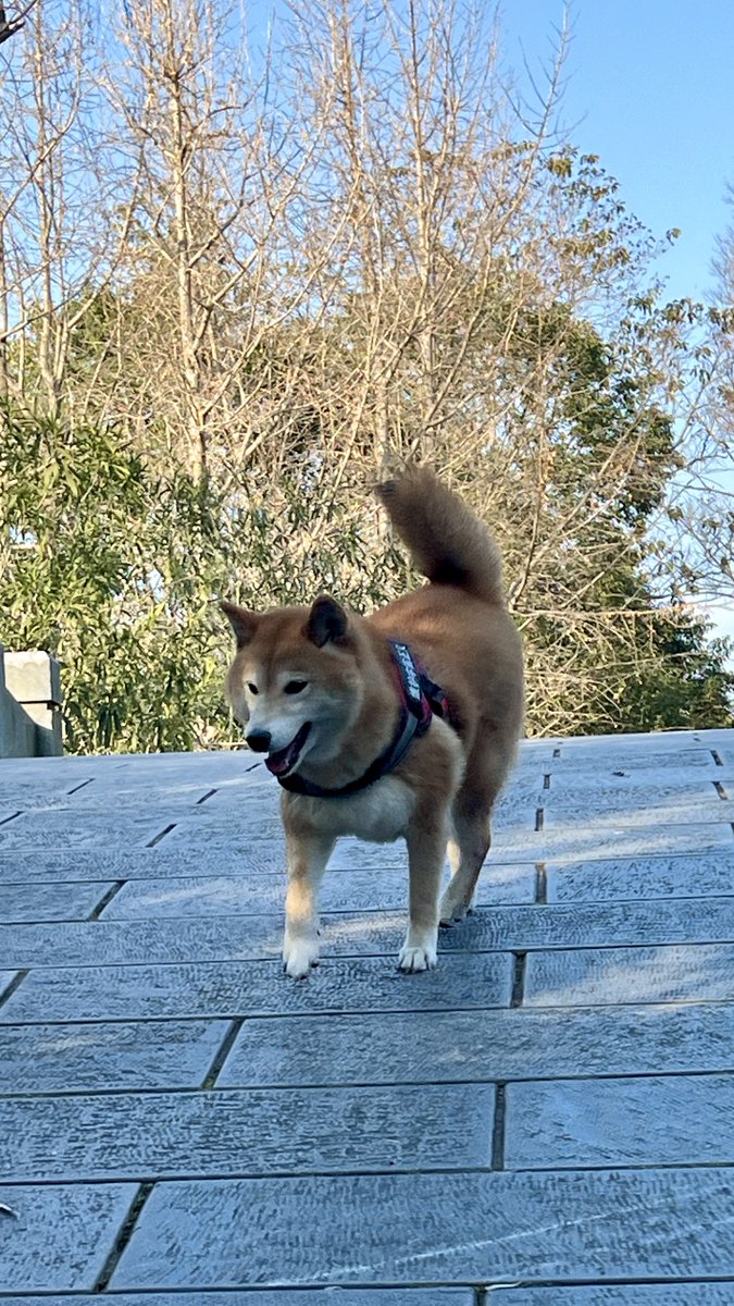 warmh822719's tweet photo. Nothing beats coming home to a wagging tail waiting for you  Every snuggle and silly face makes hard days feel so much lighter! https://t.co/U6jGLRbY99
