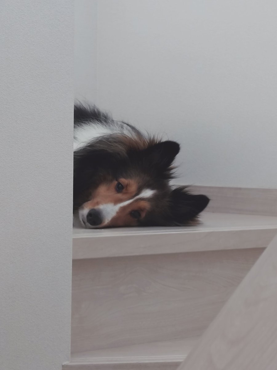misosp's tweet photo. これが容量8メガのゲームだって？

by my dog. https://t.co/MgX73MkV8j