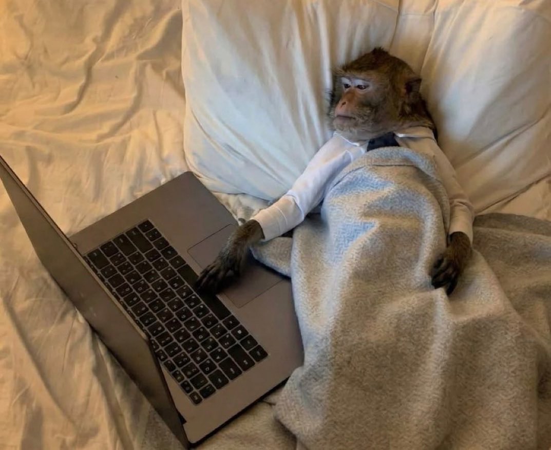 SlenderSherbet's tweet photo. Me all day: "I'm so tired, I can't wait to get to bed"
Also me, at 3am, finding out what my squirrel name is: https://t.co/jDPaXuYgC8
