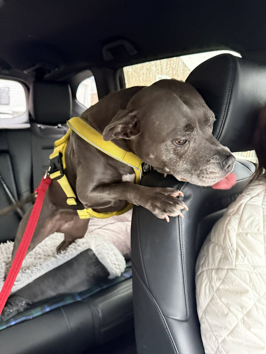 IsaMary2021's tweet photo. My Mum and Baby Frank’s Mum went out together tonight.  I managed to give Aunt Jules a few kisses before I got dropped off at the grandpawrents ❤️❤️❤️
#IsaMary #Cutedogs
@JulesAllenxx https://t.co/HkKujWocsn