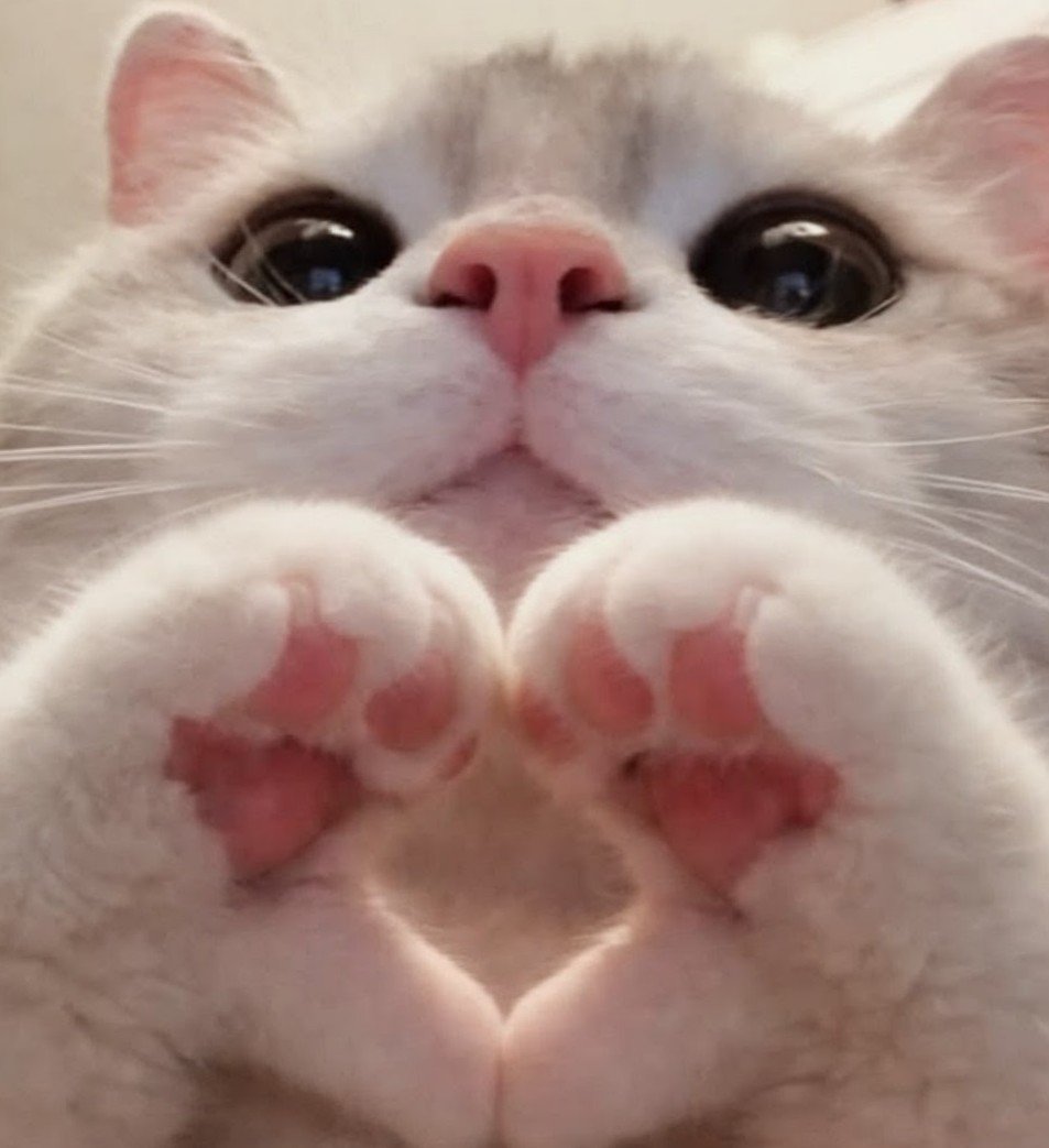 kreuz20470721's tweet photo. #ハートアクション
😽💕 https://t.co/NPyLpbDiK2