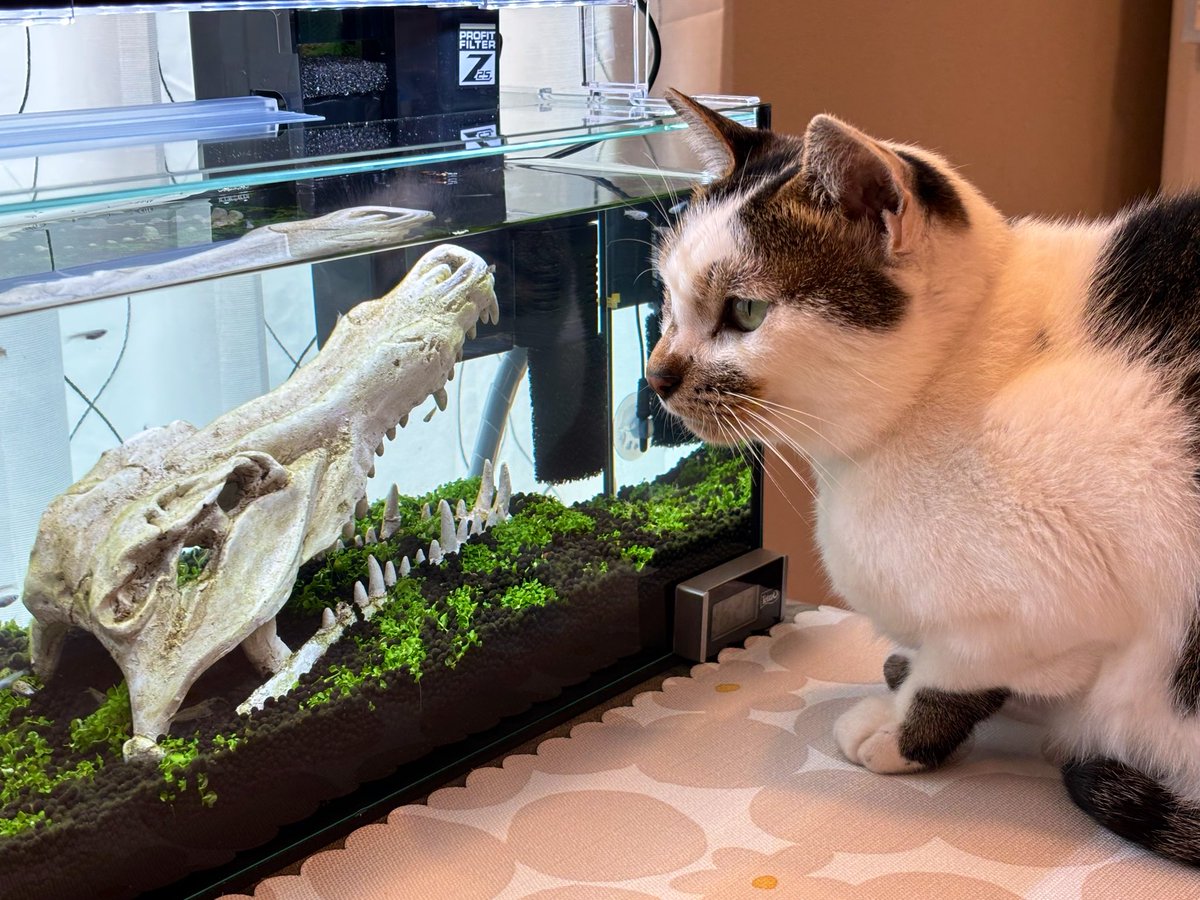 kanosand's tweet photo. メダカ水槽、みんな元気にしております( ´ω`)وｸﾞｯ

新メンバーにヤマトヌマエビさんをお迎えして、苔掃除でお世話になっておりますm(_ _)m

ただ、ちょっと過密になっているので色々考え中。
#かのす水槽 https://t.co/V6cSYsYXlT