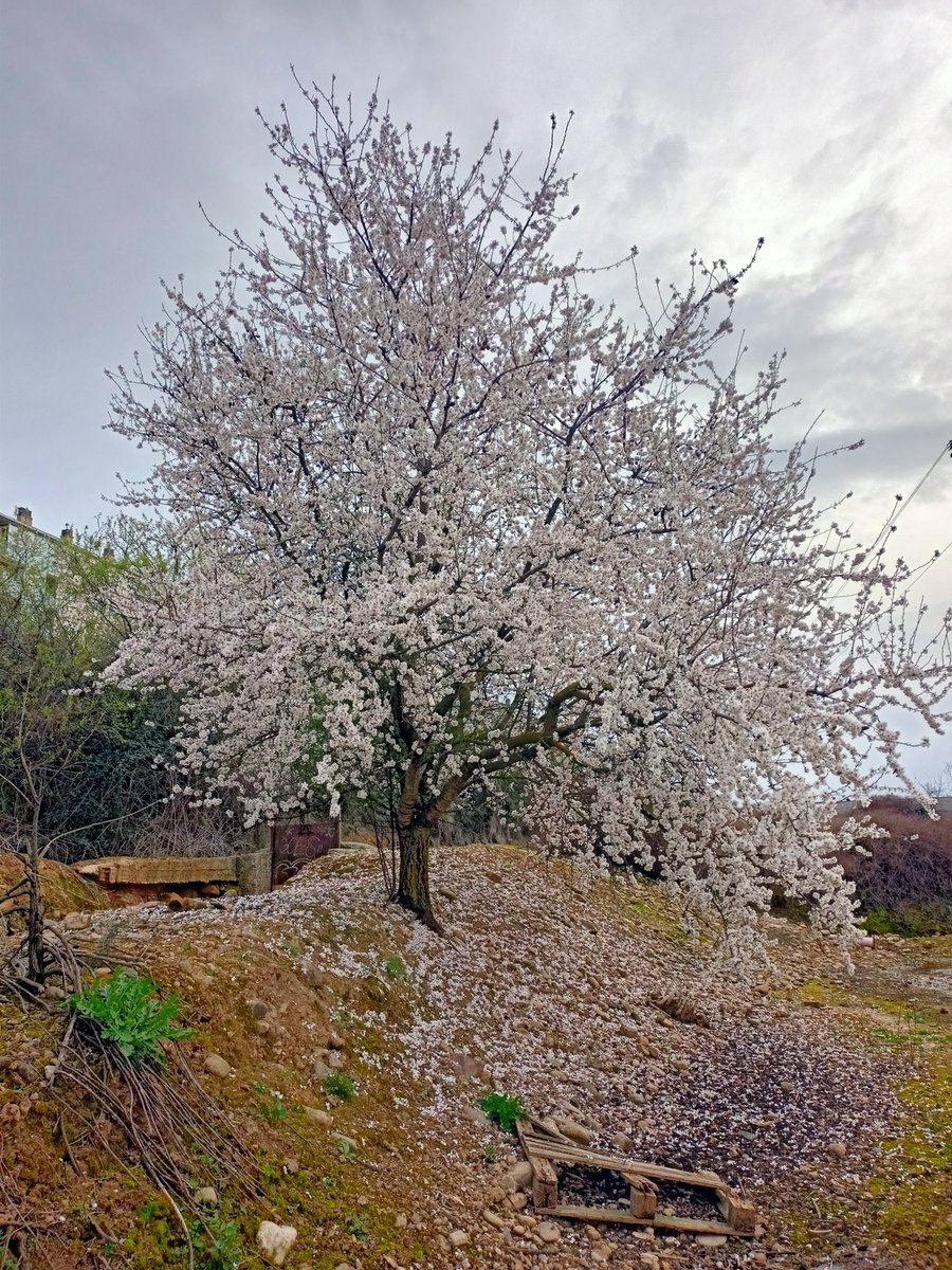 Eldelnombre's tweet photo. Almendro en flor que no es "El Almendro" de "La Flor del Almendro" germinado de las almendras que el alcalde de Alcanadre llevaba en el bolsillo de su camisa cuando fue asesinado y enterrado en el lugar donde de las "almendras" regadas con su sangre brotó "El Almendro" https://t.co/N2EyodHxHT
