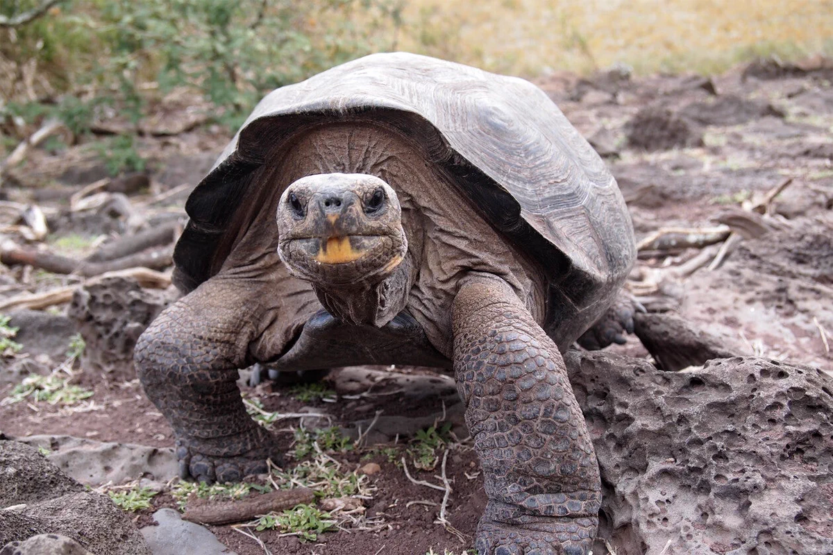 A large Galápagos tortoise is walking on a rocky terrain with sparse vegetation in the background. The tortoise has a prominent shell and appears to be looking directly at the camera.