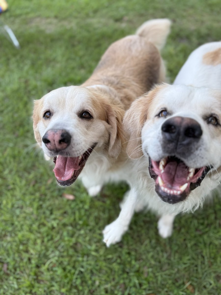 catturd2's tweet photo. I fed them with a bottle - 
They’re over four years old now. They’re never apart, they love each other, and they have their daddy Smiles’ smile. I love them more than you can imagine. 

Monkey and Wiggles. ❤️ https://t.co/Wsxq4T7AKR