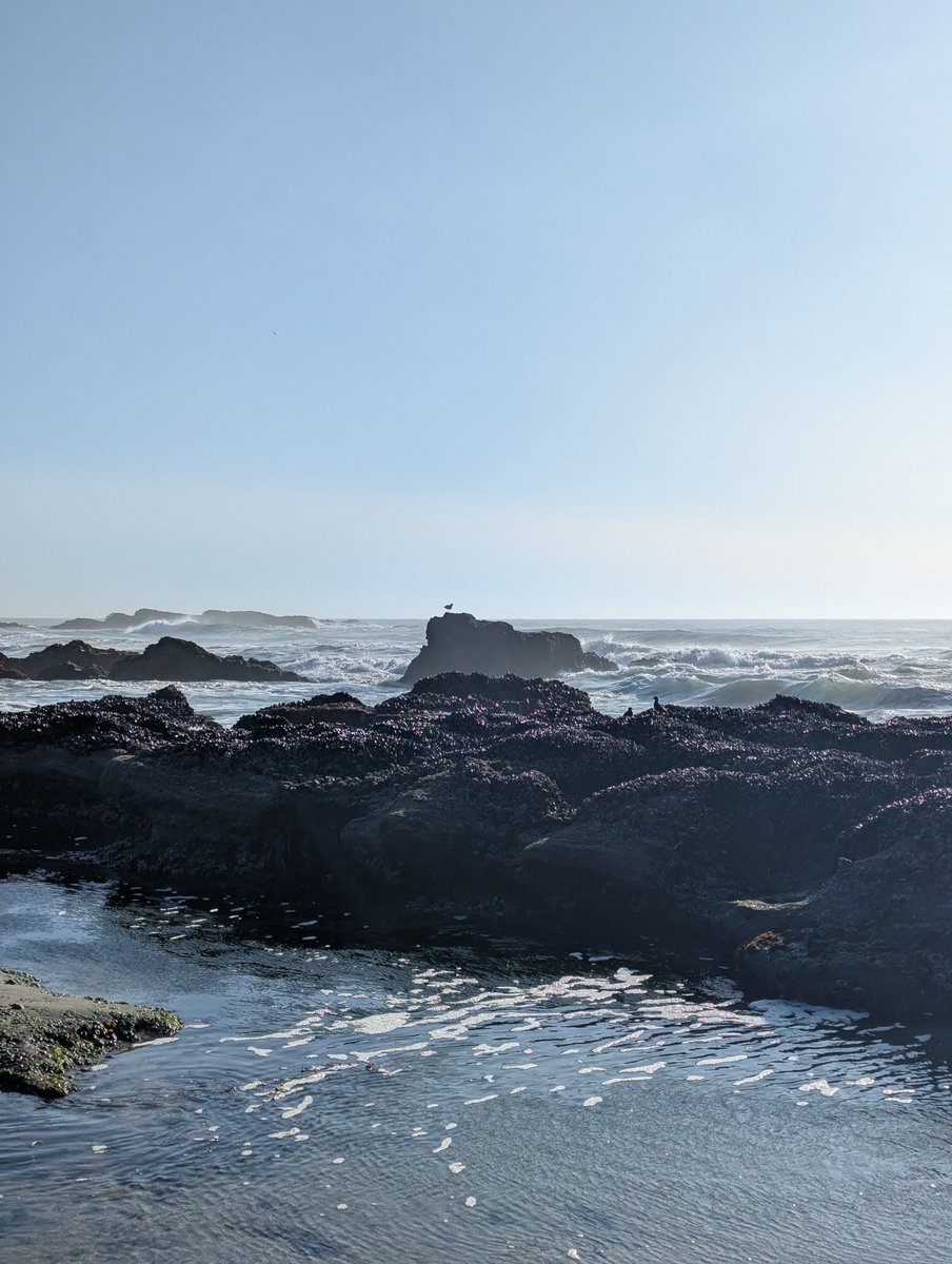 deadseaweed's tweet photo. Oregon coast https://t.co/tKcNRLGXU1