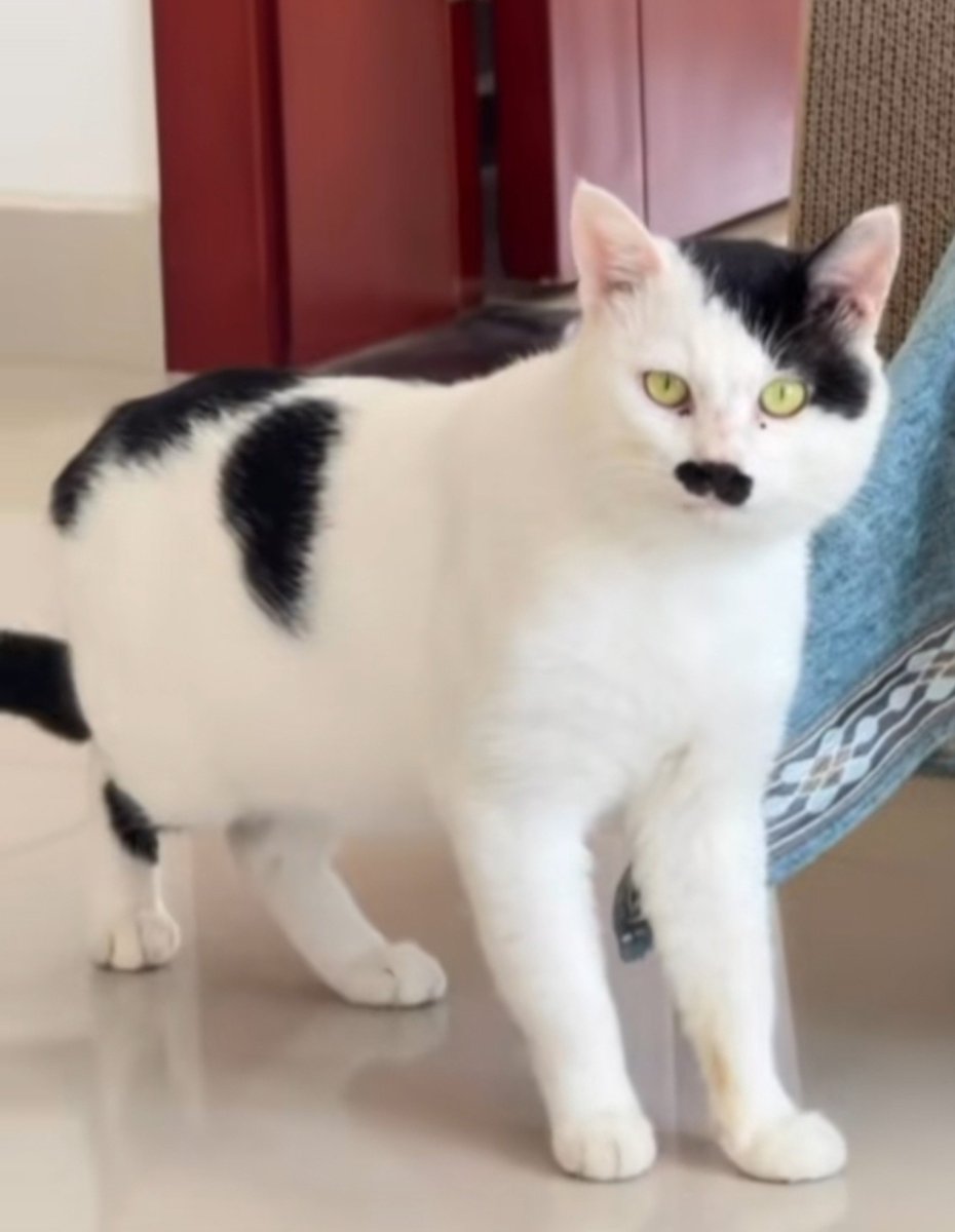 lumi_wt's tweet photo. ヒトラーみたいなねこ見つけて朝からおなかいたいwwwwww https://t.co/JcLH5pRd50