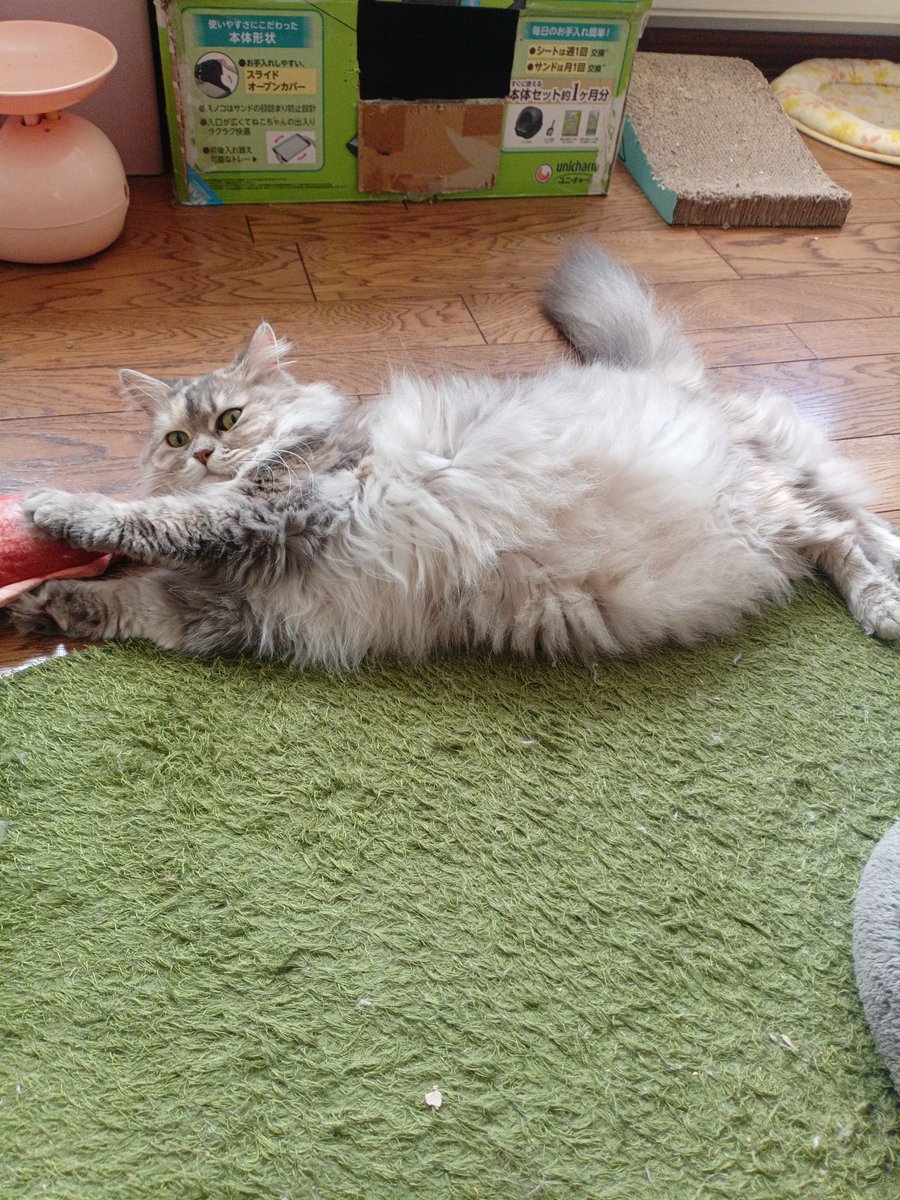 cathousetantan's tweet photo. お母さん、かなりお腹大きくなってきました🤰予定日は月末です
#マンチカン #猫好きさんと繋がりたい https://t.co/YpQesmJaUg