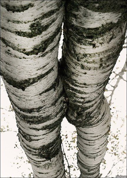 Pomipow's tweet photo. These trees have a kill count #edtwtt https://t.co/tHaae5TlwW
