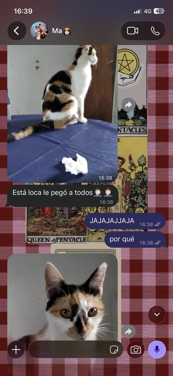 valeoviedoo_'s tweet photo. una conversación un día cualquiera con mi mamá y mi gata 😂 https://t.co/wUYhNtCHaf