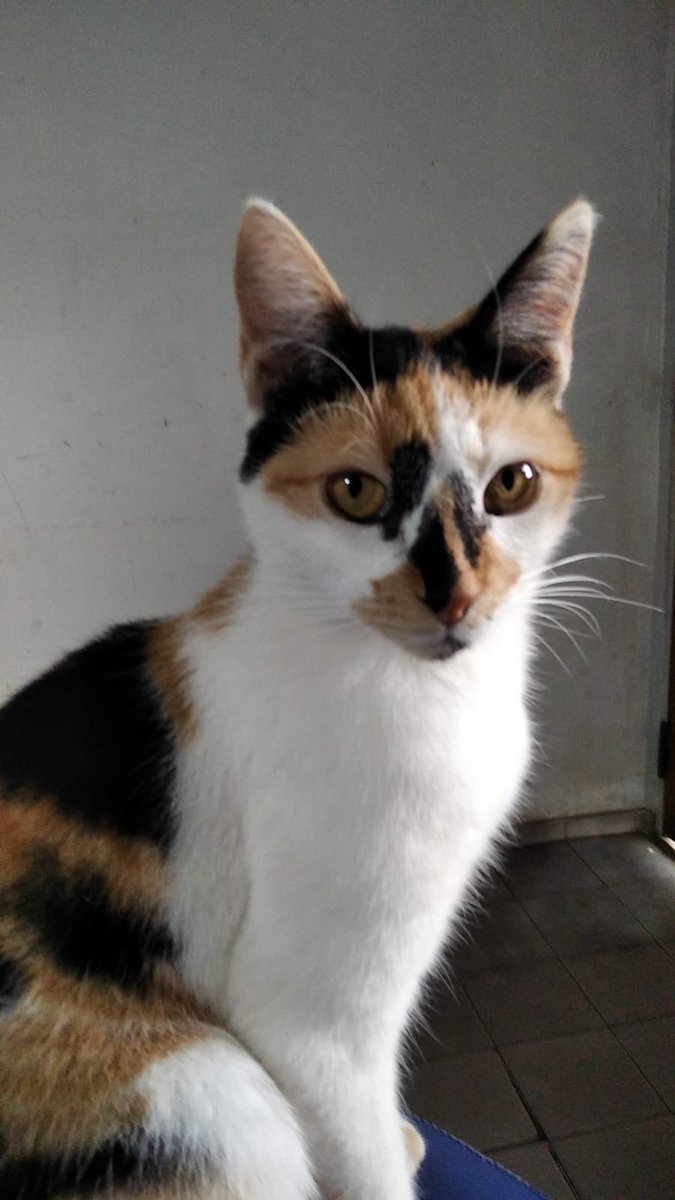 valeoviedoo_'s tweet photo. una conversación un día cualquiera con mi mamá y mi gata 😂 https://t.co/wUYhNtCHaf