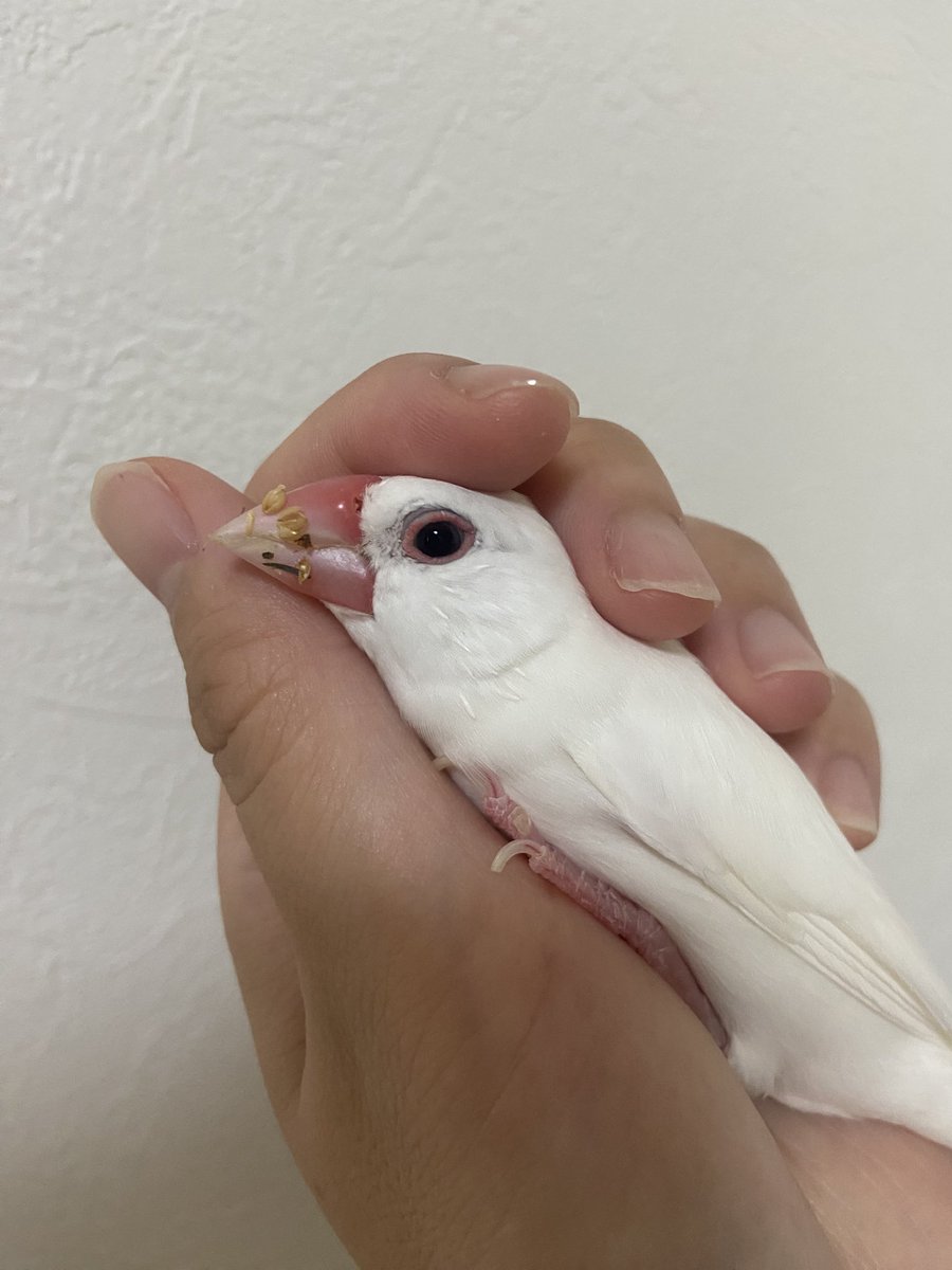 1012_518's tweet photo. おはよう飼い主！ https://t.co/6hi9XGveXd