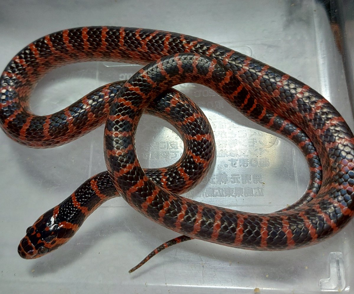 grgr2dkan's tweet photo. アカマダラ♀脱皮
１年経って4g→16g
兄弟と思われるアカマダラの入荷情報があったので雄が欲しいところでは有るが、オリエンタルランドへのお布施が有るので困りもの https://t.co/Jpay5mjnxt