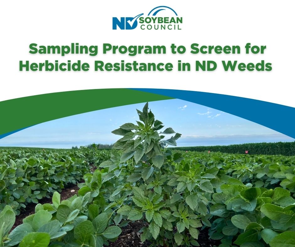 NDSoybean's tweet photo. Nearly 3 out of 4 weed samples tested carried at least one herbicide‑resistance marker. @nagclab research highlights the scale of resistance in North Dakota and the importance of early detection to slow its spread. Learn more: https://t.co/TsOH0wST9d https://t.co/I3YCTaMndY