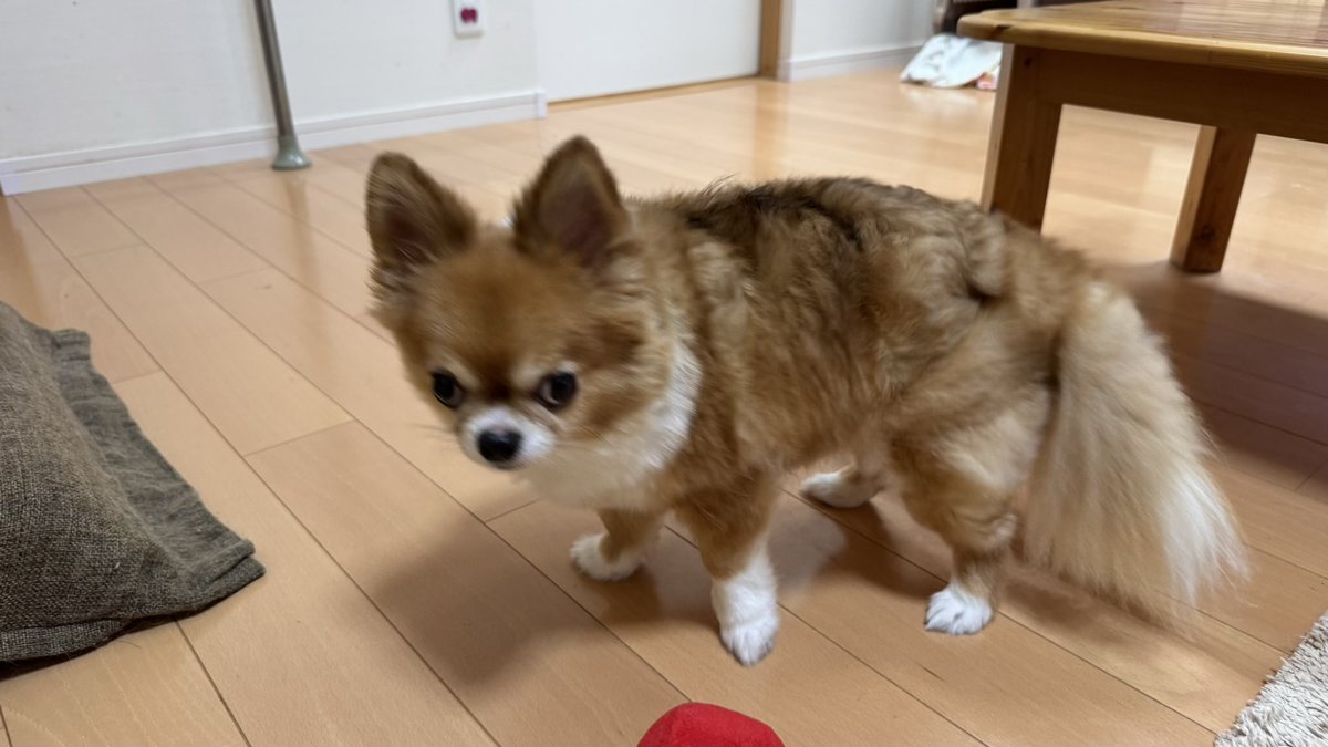 oooohanamaru's tweet photo. おはよー🐶だワン！

#チワワ党 #しじみ目犬 https://t.co/BQxSZPVcVm